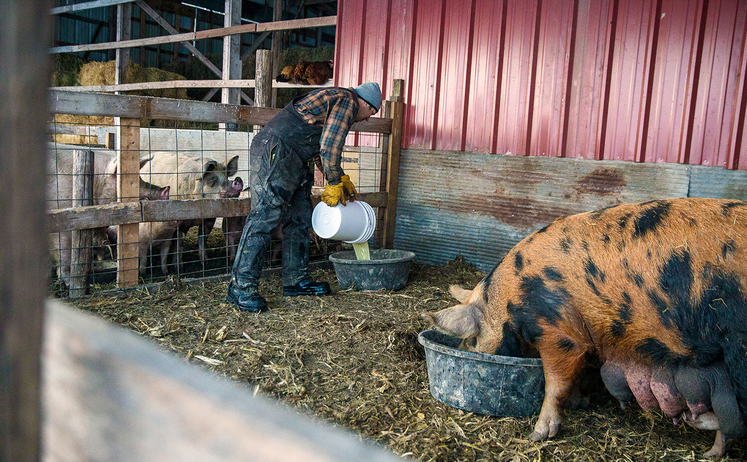 Pigs2